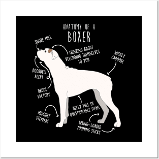 Boxer Dog White Check Anatomy Posters and Art